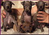 Puppies 6,5 weeks old, click for enlargement