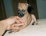 Akascha Bugsy - 7 weeks. Click for enlargement