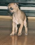 Akascha Bugsy - 7 weeks. Click for enlargement