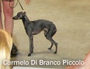 Carmelo di Branco Piccolo, click for enlargement