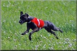 Cayce Bugsy  coursing 2005, pro zvten kliknte