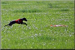 Cayce Bugsy  coursing 2005, pro zvten kliknte