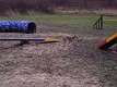 Ceysse Bugsy 5 months, agility training. Click for enlargement