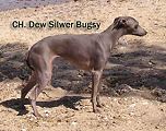CAC a CACIB Ohrid Makedonie, Dew Silver Bugsy, Click for enlargement