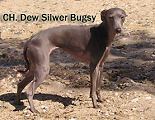 CAC a CACIB Ohrid Makedonie, Dew Silver Bugsy, Click for enlargement