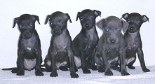 Cinderella Pustynny Wiatr with siblings in the age of 4,5weeks, click for enlargement