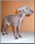 Dame Fortune Bugsy - 7,5weeks. Click for enlargement