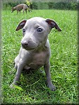 Dew Silver Bugsy  - 6 weeks. Click for enlargement