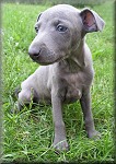 Dhalgo Diamond Bugsy - 6 weeks. Click for enlargement