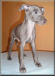 Dhalgo Diamond Bugsy - 7,5weeks. Click for enlargement