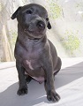 Dio Diesel Bugsy, nearly 4 weeks. Click for enlargement