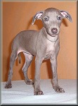 Divinity Bugsy - 7,5weeks. Click for enlargement