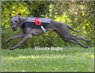 Photo from training 22.7.2006, Divinity BUGSY, click for enlargement
