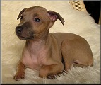 Feritte Bugsy - 6,5weeks old, click for enlargement