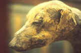 Mummy of italian greyhound
