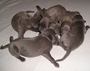 Holly with her 3 days old litter. Click for enlargement