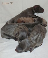 12 hours old puppies, click for enlargement