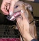 Ceysse Bugsy 11.12.2005 IHA Kassel – complete set of teeth, Click for enlargement
